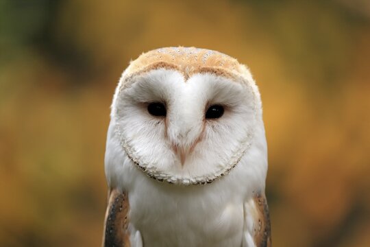 Common barn owl (Tyto alba), adult, alert, autumn, portrait, Bohemian Forest, Czech Republic
