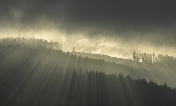 Forest with fog in backlight, Kaumberg, Lower Austria, Austria