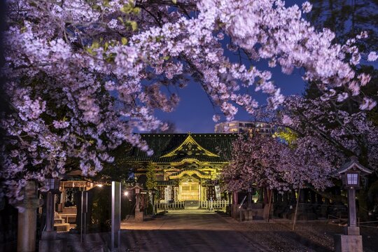 Ueno Toshogu Shrine at Night, Cherry Blossom in Spring, Ueno Park, Taito City, Tokyo, Japan