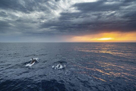Two dolphins in the sea, view over the open sea to the setting sun, dramatic cloudy sky at sunset, Rhodes, Dodecanese, Greece