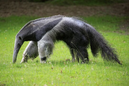 Giant anteater (Myrmecophaga tridactyla), adult, foraging, captive