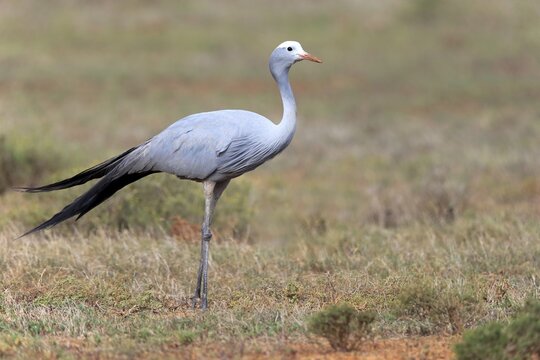 Paradise Crane (Anthropoides paradisea), adult, national bird of South Africa, Addo Elephant National Park, Eastern Cape, South Africa