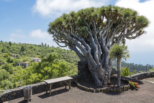 Canary Islands Dragon Tree (Dracaena draco), La Palma, Canary Islands, Spain