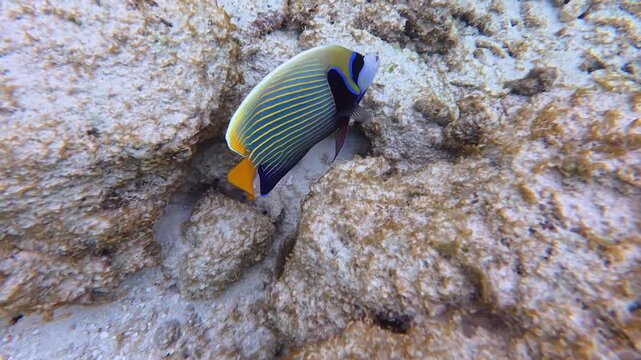 Emperor angelfish (Pomacanthus imperator) swimming close to the camera in clear tropical water in the Maldives. Bright and colorful reef fish captured during snorkeling.