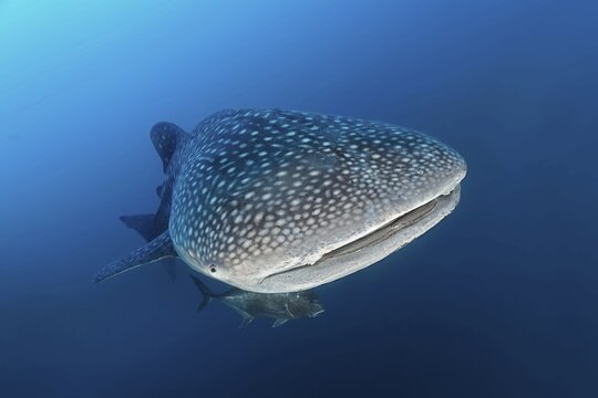 Whale shark (Rhincodon typus) in blue water, Pacific Ocean, Sulu Lake, Tubbataha Reef National Marine Park, Palawan Province, Philippines