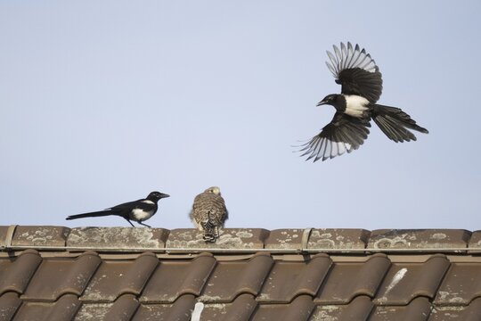European magpies (Pica pica) attack juvenile Common Common Kestrel (Falco tinnunculus) on house roof, Hesse, Germany