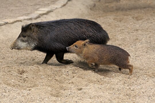White-lipped peccary (Tayassu pecari), adult, female, juvenile, running, captive