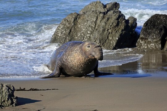 Northern Elephant Seal (Mirounga angustirostris), adult male on the beach, Piedras Blancas Rookery, San Simeon, San Luis Obispo County, California, USA