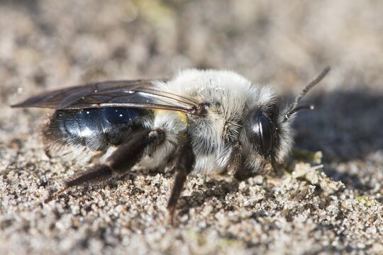 Ashy Mining Bee (Andrena cineraria), Emsland, Lower Saxony, Germany