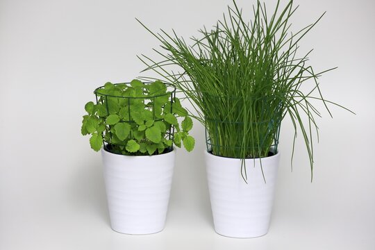 Herbs in pots, Lemon balm (Melissa officinalis), Chive (Allium schoenoprasum), plants in pots, Elllerstadt, Germany