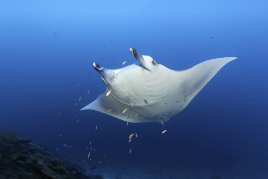 Reef manta ray (Manta alfredi) with shoal of flag perch (Pseudanthias) Andaman Sea, Mu Ko Similan National Park, Similan Islands, Phang Nga Province, Thailand