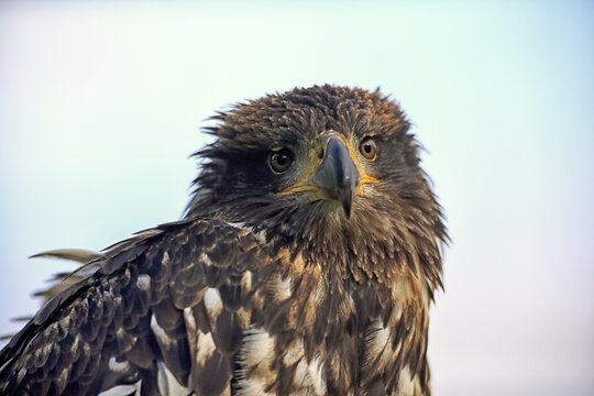 Bald Eagle (Haliaeetus leucocephalus), juvenile, not fully coloured yet, captive, Rhineland-Palatinate, Germany