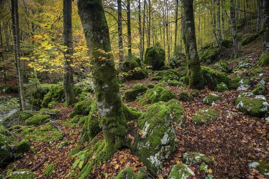 Original forest with moss-covered rocks and trees, Lepena Valley, Soca Valley, Triglav National Park, Slovenia