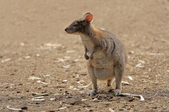 Red-necked pademelon (Thylogale thetis), adult, female, Cuddly Creek, South Australia, Australia