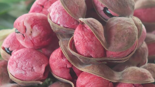 Manila tamarind