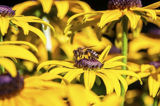 Honey bee (Apis mellifera) sits on yellow flower, black-eyed Susan (Rudbeckia hirta), Bavaria, Germany