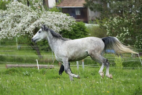 Horse, grey horse running, Hesse, Germany