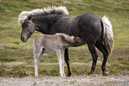 Icelandic horses (Equus islandicus), mare and colt foal standing on a paddock, Iceland