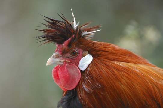 Portrait of a hen (Gallus gallus domesticus)