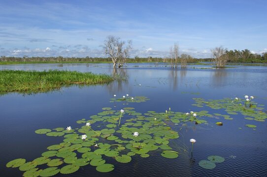 Wetland. Kakadu Nationalpark, Yello Water, Northern Territory, Australia