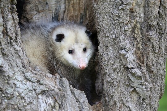 Virginia Opossum (Didelphis virginiana), adult, looking curiously from tree hollow, Pine County, Minnesota, USA