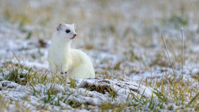 Stoat (Mustela erminea), in winter fur on a meadow covered with snow, Swabian Alb Biosphere Reserve, Baden-W&uuml;rttemberg, Germany