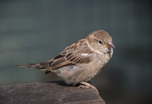 House sparrow (Passer domesticus), female