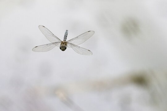 Flying Migrant Hawker (Aeshna mixta), Hesse, Germany