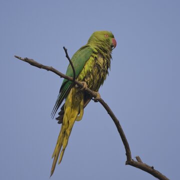 Rose-ringed Parakeet (Psittacula krameri), Keoladeo Ghana National Park, Bharatpur, Rajasthan, India