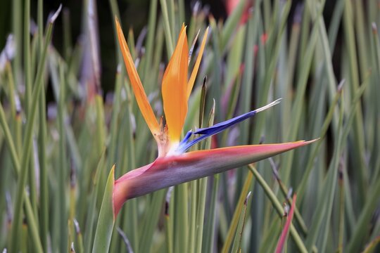 Strelitzia (Strelitzia reginae), flower, flowering, Kirstenbosch Botanical Garden, Cape Town, South Africa