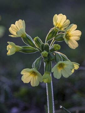 Common cowslip (Primula veris), Lower Austria, Austria