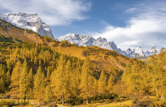 Yellow larches in autumn, snow-covered mountain peaks in the background, Eng, Hinterri&szlig; municipality, Karwendel mountains, Karwendel Alpine Park, Tyrol, Austria