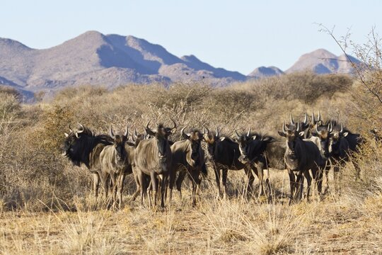 Blue Wildebeest (Connochaetes taurinus), Etosha National Park, Namibia