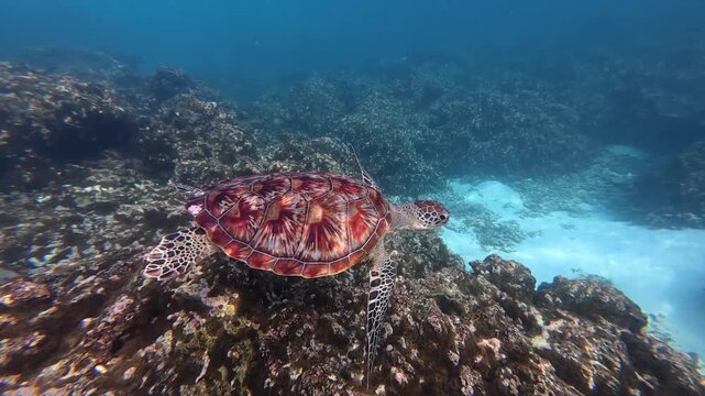 Hawksbill sea turtle with a missing flipper swimming in tropical waters of the Maldives. Powerful wildlife survival scene.