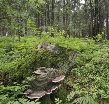 Bracket Fungus growing on stump, Mala Fatra National Park, Slovakia, Europe