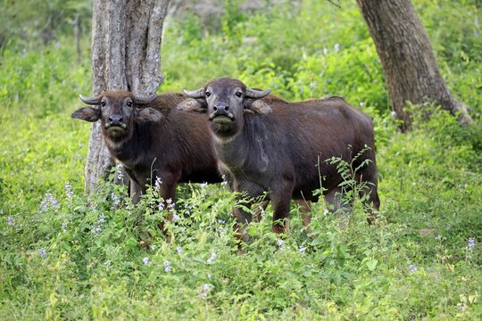 Wild water buffalo (Bubalus arnee), two juvenile calves, Yala National Park, Sri Lanka