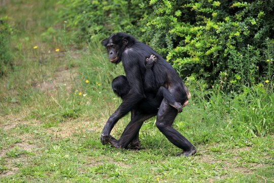 Bonobo, pygmy chimpanzee (Pan Paniscus), adult, female, mother, young, social behaviour, carries young, endangered species, captive