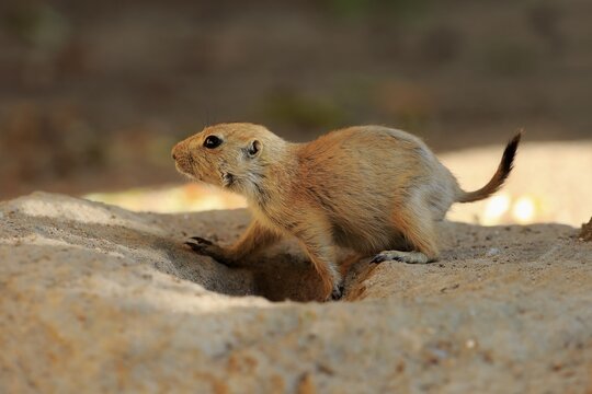 Black-tailed Prairie Dog (Cynomys ludovicianus), young animal under construction, captive, Germany