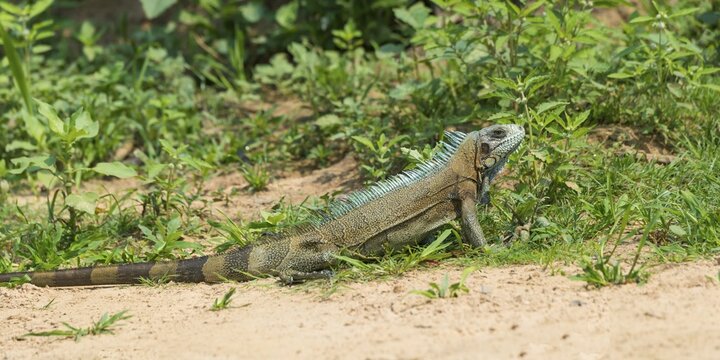 Green Iguana (Iguana iguana), Pantanal, Brazil