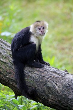 White-headed Capuchin (Cebus capucinus), adult, sits on branch, captive