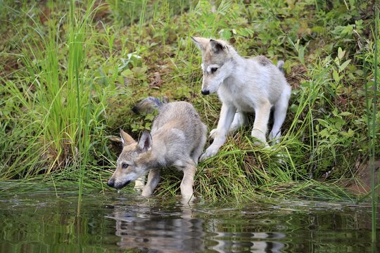 Gray wolves (Canis lupus), two young animals at the waterfront embankment, Pine County, Minnesota, USA