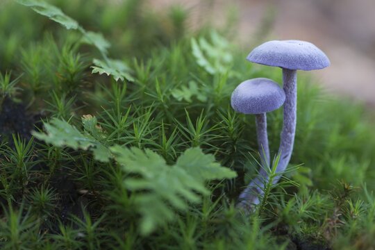 Amethyst deceiver (Laccaria amethystea), Emsland, Lower Saxony, Germany