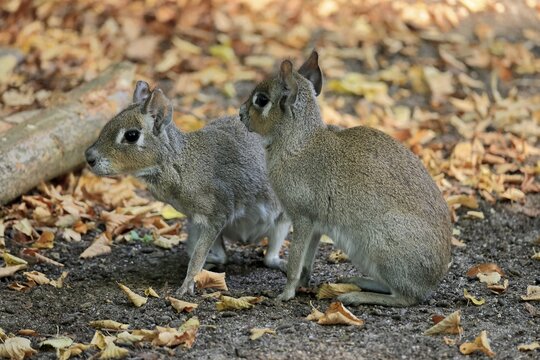 Chacoan mara (Dolichotis salinicola), Lesser Mara, Pygmy Mara, adult, pair, alert, captive, Patagonia, Argentina