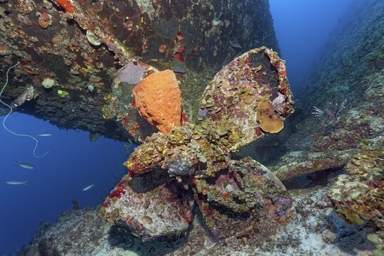 Reticulated barrel sponge (Verongula gigantea) growing on propeller, propeller tug, wreck, shipwreck, Virgen de Altagracia, Caribbean Sea near Playa St. Lucia, Camag&uuml;ey Province, Caribbean, Cuba