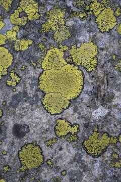 Greens Map lichen (Rhizocarpon geographicum) on rock, Zillertal Alps, Zillertal, Tyrol, Austria