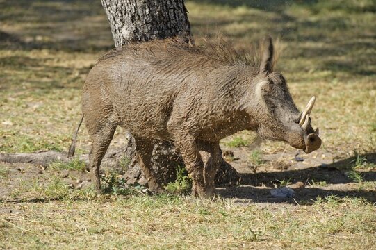 Desert Warthog (Phacochoerus aethiopicus) on the camping site of Fort Namutoni, Etosha National Park, Namibia, Africa