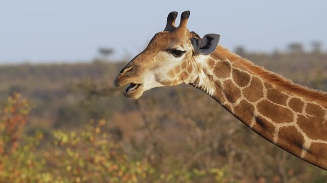 4K 30fps footage of a South African giraffe feeding in the Greater Mapungubwe Conservation Area, Botswana. Wildlife behaviour in natural mopane veld habitat, ideal for documentary and commercial use.