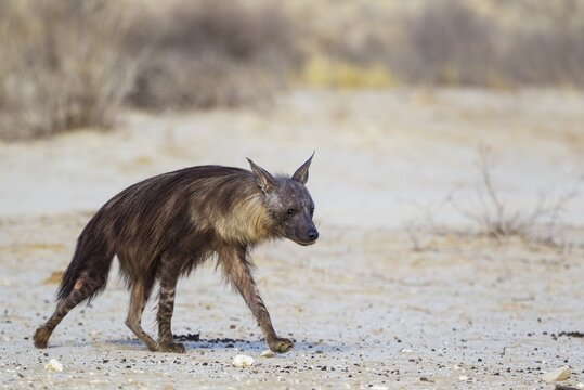 brown hyena (Hyaena brunnea), walking towards a waterhole, Kalahari Desert, Kgalagadi Transfrontier Park, South Africa