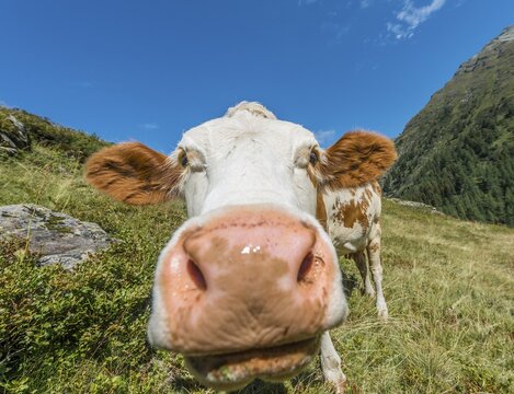 Curious cow in a meadow, Rohrmoos-Untertal, Schladming Tauern, Styria, Austria