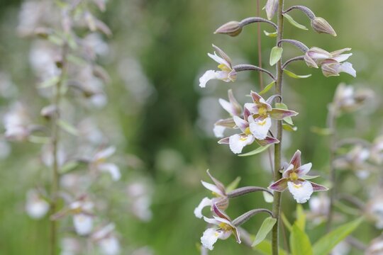 Orchid Marsh Helleborine (Epipactis palustris), Mala Fatra National Park, Slovakia, Europe
